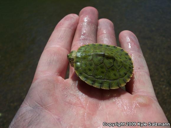 River Cooter (Pseudemys concinna)