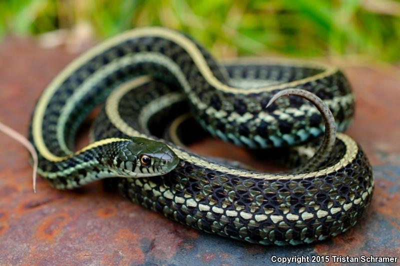 Plains Gartersnake (Thamnophis Radix)