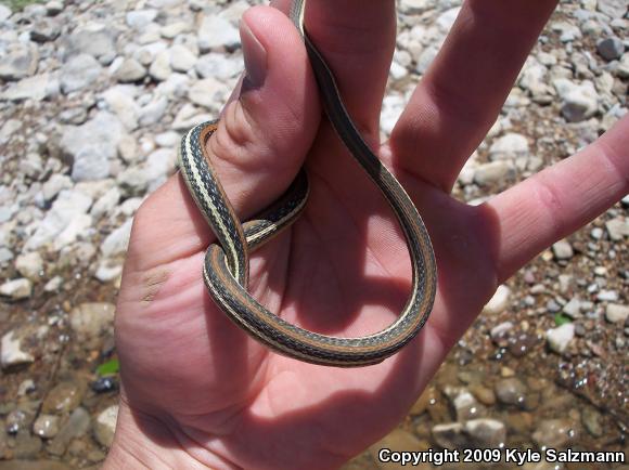 Red-striped Ribbonsnake (Thamnophis proximus rubrilineatus)