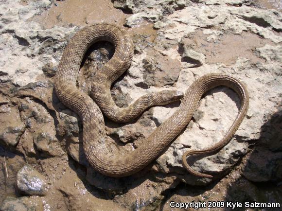 Brazos Watersnake (Nerodia harteri)