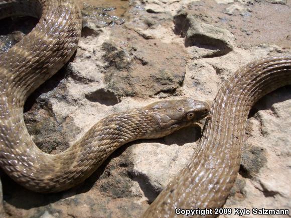 Brazos Watersnake (Nerodia harteri)