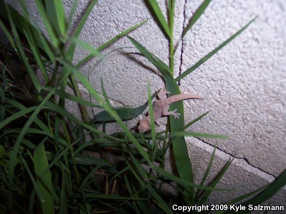 Turkish House Gecko (Hemidactylus turcicus turcicus)