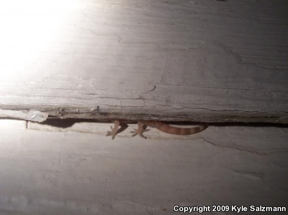 Turkish House Gecko (Hemidactylus turcicus turcicus)