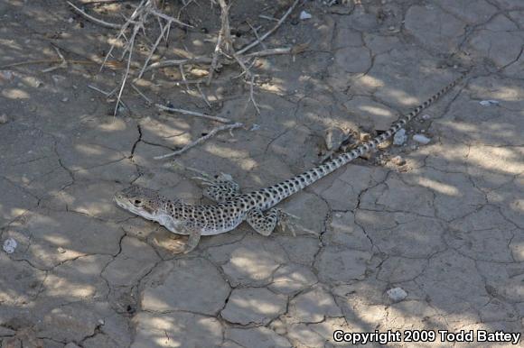 Longnose Leopard Lizard (Gambelia wislizenii)