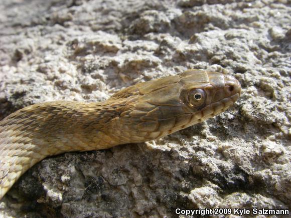 Brazos Watersnake (Nerodia harteri)