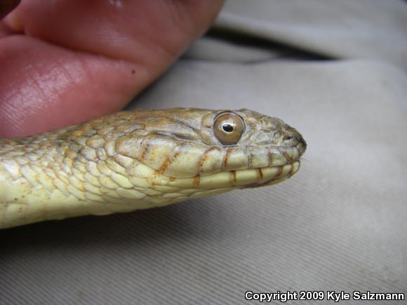 Brazos Watersnake (Nerodia harteri)