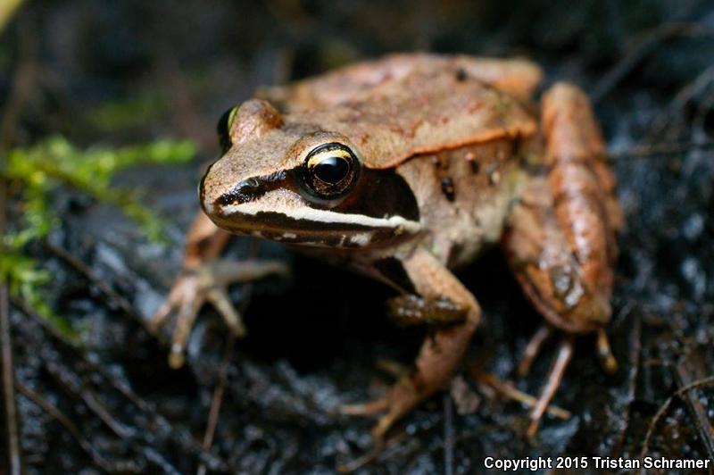 Wood Frog (Lithobates sylvaticus)