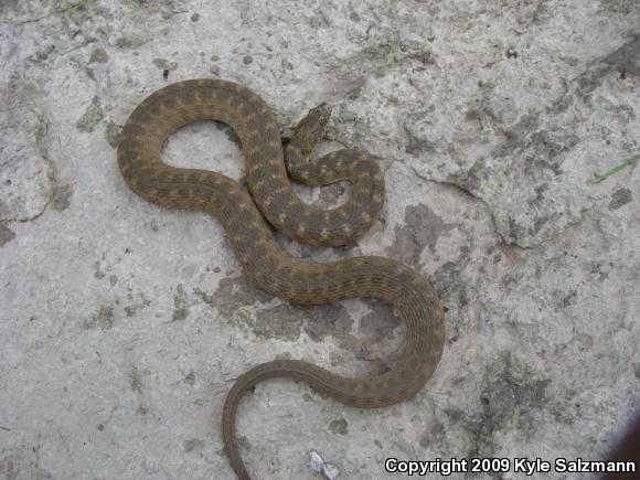 Brazos Watersnake (Nerodia harteri)