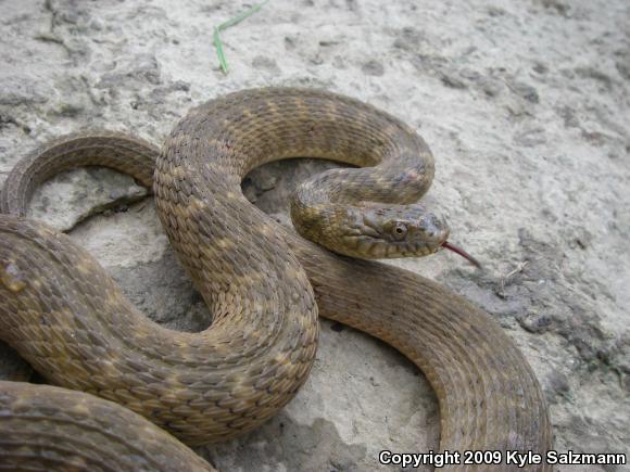 Brazos Watersnake (Nerodia harteri)