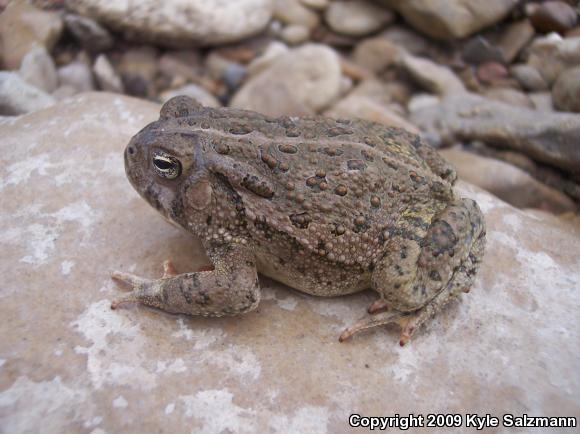 Woodhouse's Toad (Anaxyrus woodhousii woodhousii)