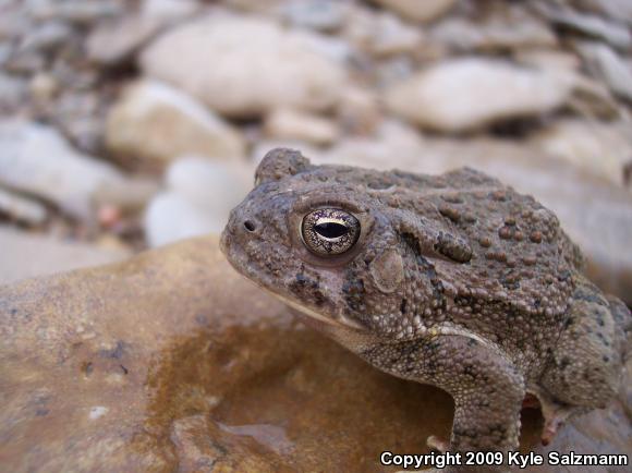 Woodhouse's Toad (Anaxyrus woodhousii woodhousii)