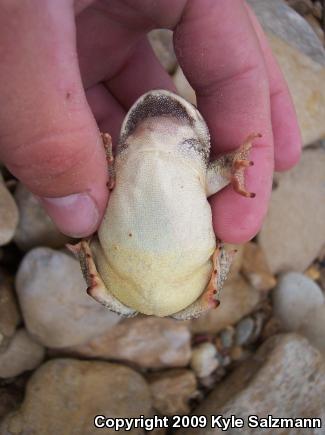 Woodhouse's Toad (Anaxyrus woodhousii woodhousii)