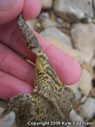 Woodhouse's Toad (Anaxyrus woodhousii woodhousii)