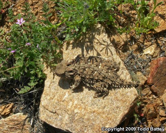 Blainville's Horned Lizard (Phrynosoma blainvillii)