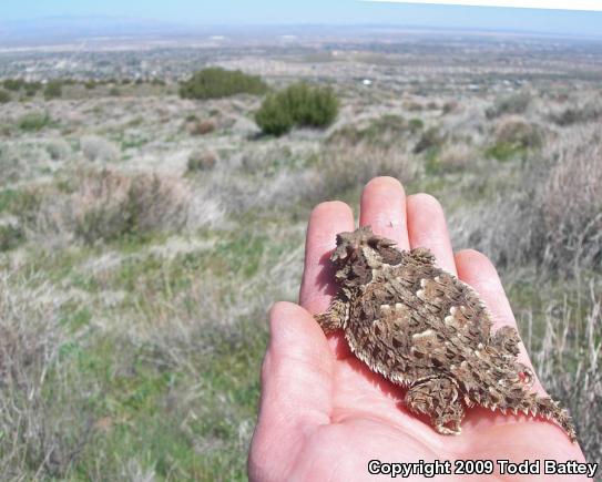 Blainville's Horned Lizard (Phrynosoma blainvillii)