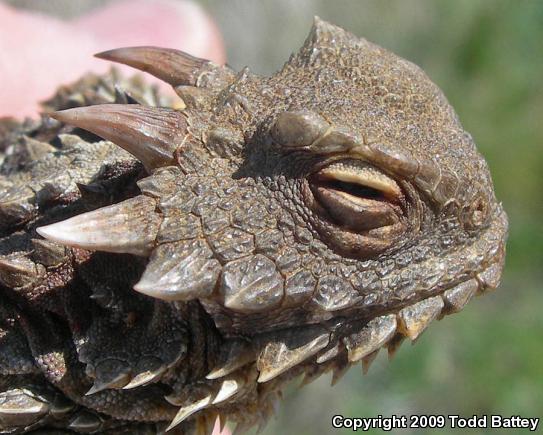 Blainville's Horned Lizard (Phrynosoma blainvillii)