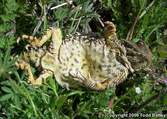 Blainville's Horned Lizard (Phrynosoma blainvillii)