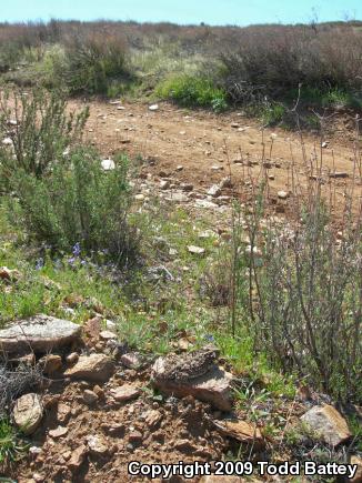 Blainville's Horned Lizard (Phrynosoma blainvillii)