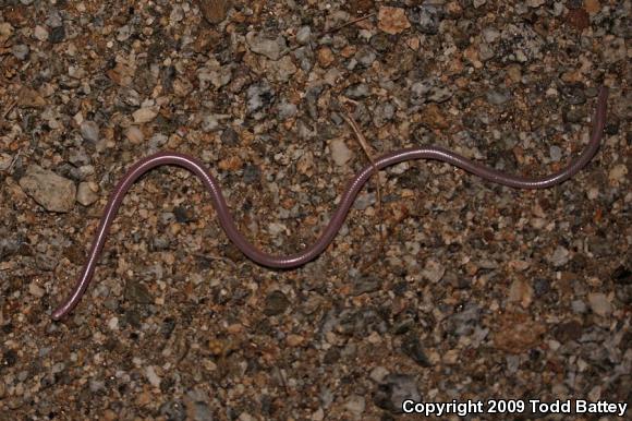 Desert Threadsnake (Leptotyphlops humilis cahuilae)