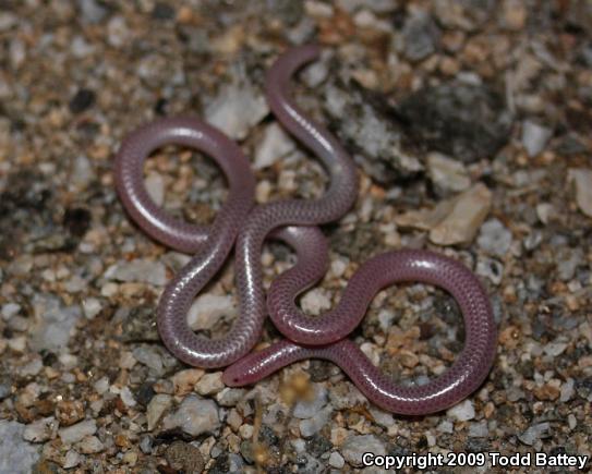 Desert Threadsnake (Leptotyphlops humilis cahuilae)