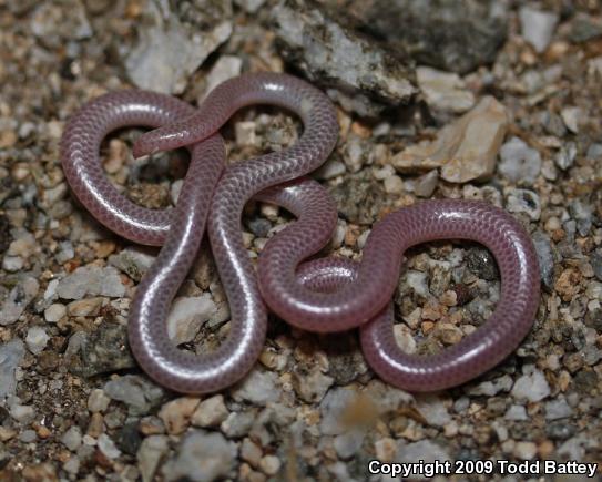 Desert Threadsnake (Leptotyphlops humilis cahuilae)