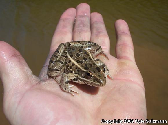 Plains Leopard Frog (Lithobates blairi)