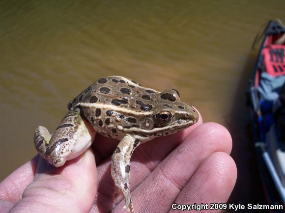 Plains Leopard Frog (Lithobates blairi)