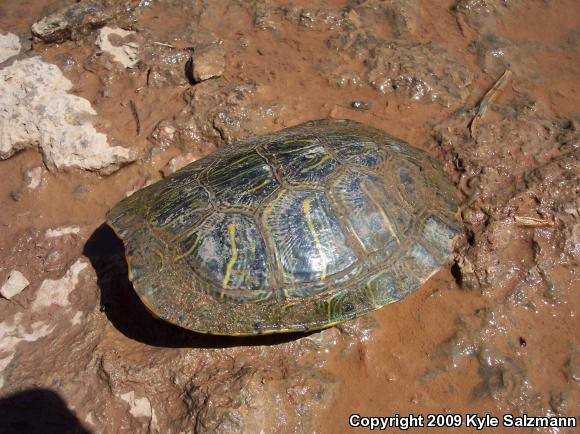 Red-eared Slider (Trachemys scripta elegans)