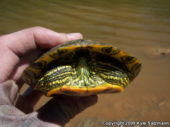 Red-eared Slider (Trachemys scripta elegans)