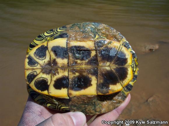 Red-eared Slider (Trachemys scripta elegans)