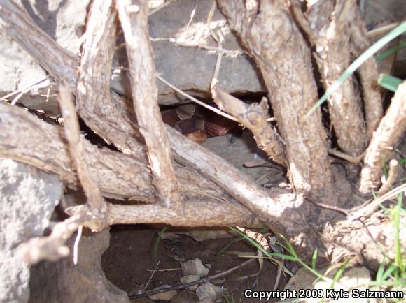 Broad-banded Copperhead (Agkistrodon contortrix laticinctus)