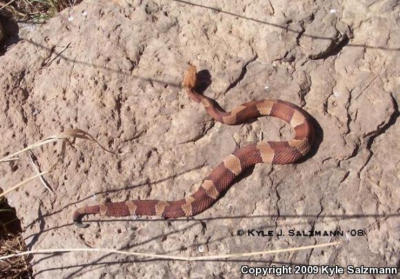 Broad-banded Copperhead (Agkistrodon contortrix laticinctus)