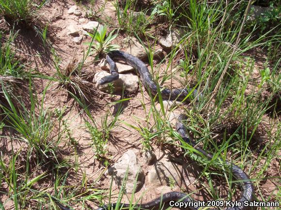 Texas Ratsnake (Pantherophis obsoletus lindheimeri)