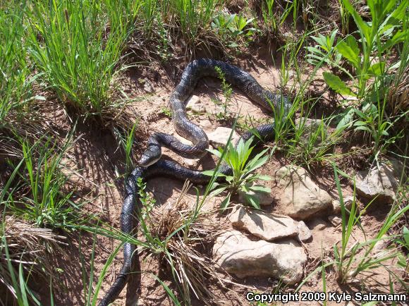 Texas Ratsnake (Pantherophis obsoletus lindheimeri)