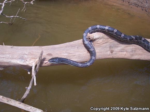 Texas Ratsnake (Pantherophis obsoletus lindheimeri)