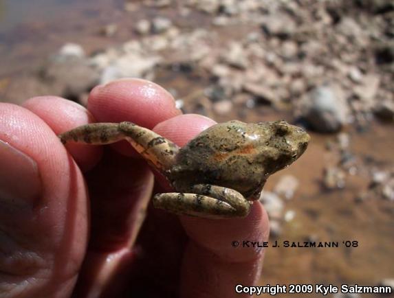 Blanchard's Cricket Frog (Acris crepitans blanchardi)