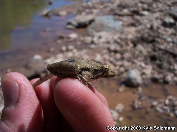 Blanchard's Cricket Frog (Acris crepitans blanchardi)