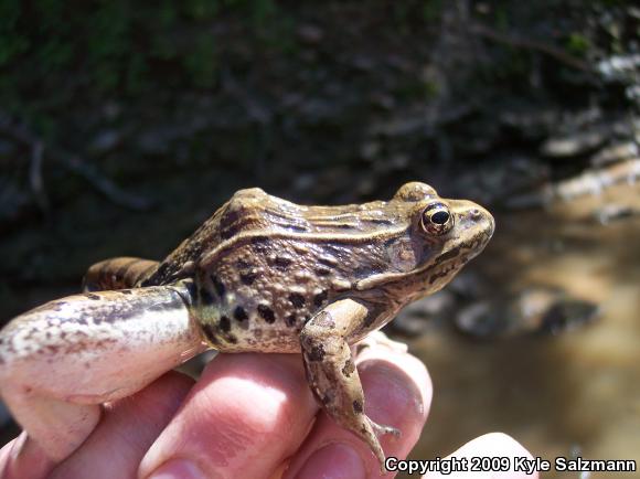 Plains Leopard Frog (Lithobates blairi)