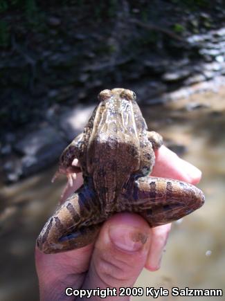 Plains Leopard Frog (Lithobates blairi)