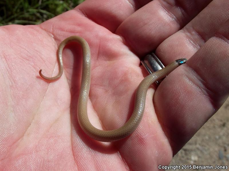 Smith's Black-headed Snake (Tantilla hobartsmithi)