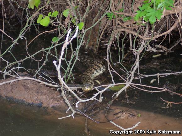 Diamond-backed Watersnake (Nerodia rhombifer rhombifer)