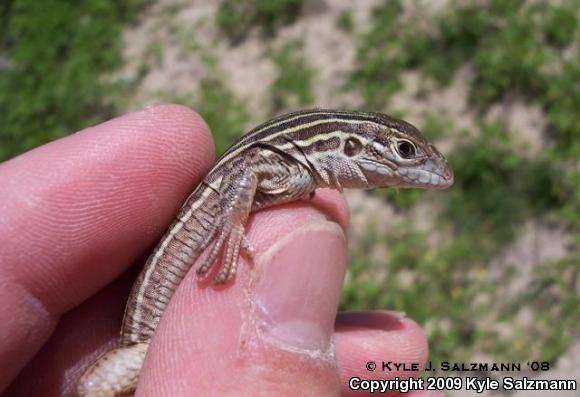 Six-lined Racerunner (Aspidoscelis sexlineata sexlineata)