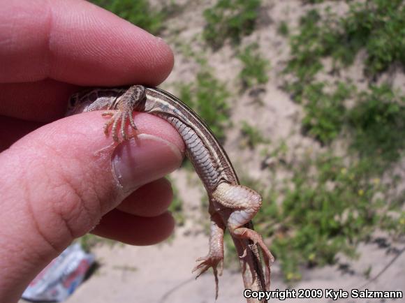 Six-lined Racerunner (Aspidoscelis sexlineata sexlineata)