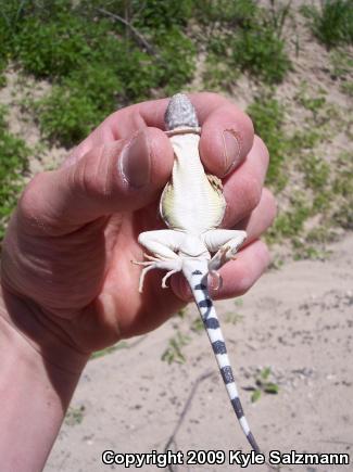 Texas Earless Lizard (Cophosaurus texanus texanus)