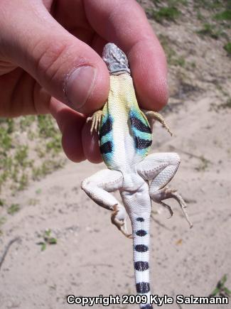 Texas Earless Lizard (Cophosaurus texanus texanus)