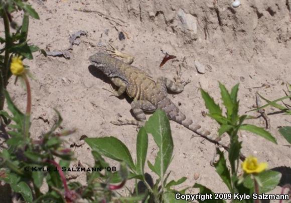 Texas Earless Lizard (Cophosaurus texanus texanus)