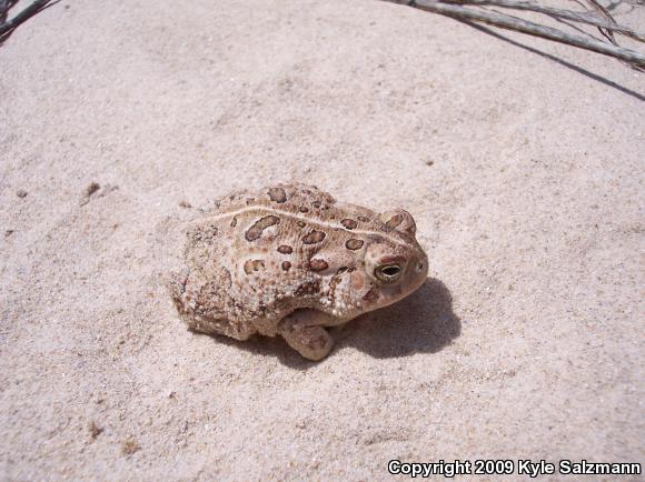 Woodhouse's Toad (Anaxyrus woodhousii woodhousii)