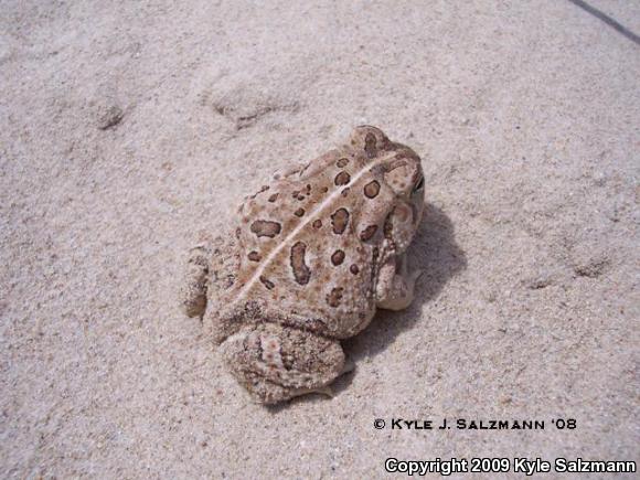 Woodhouse's Toad (Anaxyrus woodhousii woodhousii)