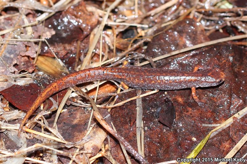 Four-toed Salamander (Hemidactylium scutatum)