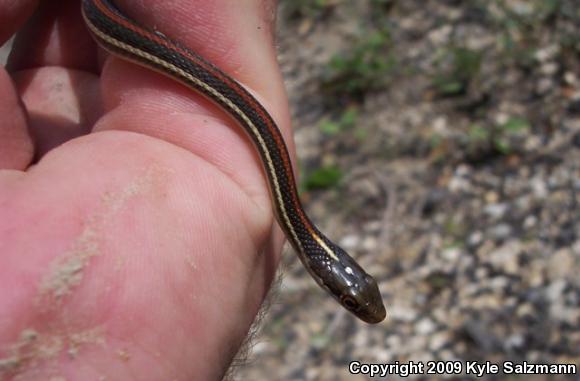 Red-striped Ribbonsnake (Thamnophis proximus rubrilineatus)